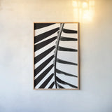 BW Fern IV by Deborah Revell. shown as a paper print in a natural frame. Available as a archival giclee rolled canvas, fine art paper, or poster print. SKU 92035h.