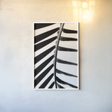BW Fern IV by Deborah Revell. shown as a paper print in a white frame. Available as a archival giclee rolled canvas, fine art paper, or poster print. SKU 92035h.