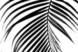 BW Fern V by Deborah Revell. SKU 92036i. Archival Giclee Fine art print for wall decor.