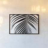 BW Fern V by Deborah Revell. shown as a paper print in a black flame. Available as a archival giclee rolled canvas, fine art paper, or poster print. SKU 92036i.