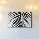 BW Fern V by Deborah Revell. shown as a paper print in a natural frame. Available as a archival giclee rolled canvas, fine art paper, or poster print. SKU 92036i.