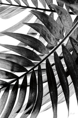 BW Fern VI by Deborah Revell. SKU 92037h. Archival Giclee Fine art print for wall decor.