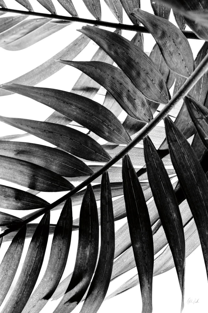 BW Fern VI by Deborah Revell. SKU 92037h. Archival Giclee Fine art print for wall decor.