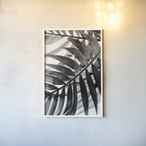 BW Fern VI by Deborah Revell. shown as a paper print in a white frame. Available as a archival giclee rolled canvas, fine art paper, or poster print. SKU 92037h.