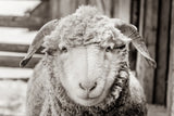 Barn Buddy I by Deborah Revell. SKU 96301i. Archival Giclee Fine art print for wall decor.