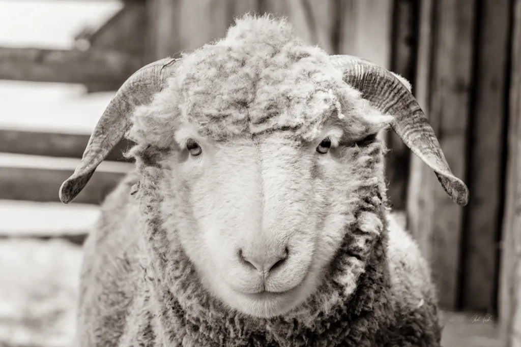 Barn Buddy I by Deborah Revell. SKU 96301i. Archival Giclee Fine art print for wall decor.