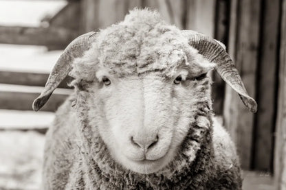 Barn Buddy I by Deborah Revell. SKU 96301i. Archival Giclee Fine art print for wall decor.