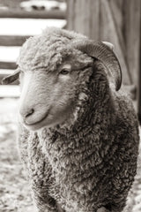 Barn Buddy III by Deborah Revell. SKU 96303h. Archival Giclee Fine art print for wall decor.