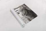 Barn Buddy III by Deborah Revell. shown as a rolled paper print. Available as archival giclee rolled canvas, fine art paper, or poster print. SKU 96303h.