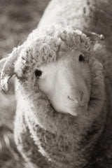 Barn Buddy IV by Deborah Revell. SKU 96304h. Archival Giclee Fine art print for wall decor.