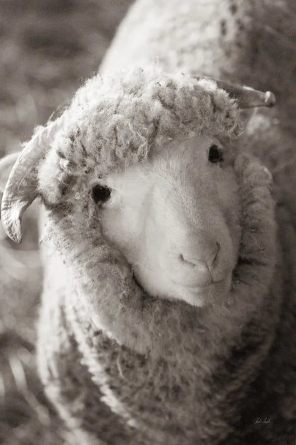 Barn Buddy IV by Deborah Revell. SKU 96304h. Archival Giclee Fine art print for wall decor.