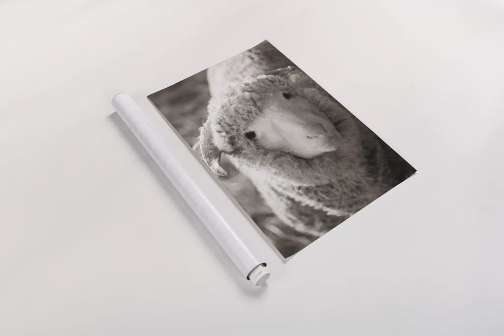 Barn Buddy IV by Deborah Revell. shown as a rolled paper print. Available as archival giclee rolled canvas, fine art paper, or poster print. SKU 96304h.