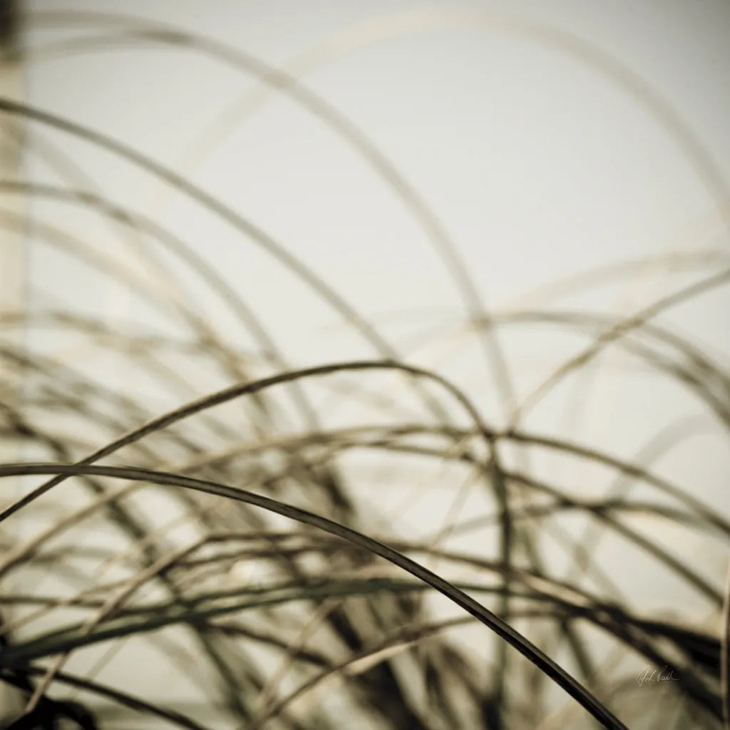 Beach Grass I by Deborah Revell. SKU 91630a. Archival Giclee Fine art print for wall decor.