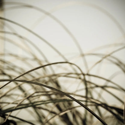 Beach Grass I by Deborah Revell. SKU 91630a. Archival Giclee Fine art print for wall decor.