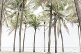 Beach Palms by Deborah Revell. SKU 104902i. Archival Giclee Fine art print for wall decor.