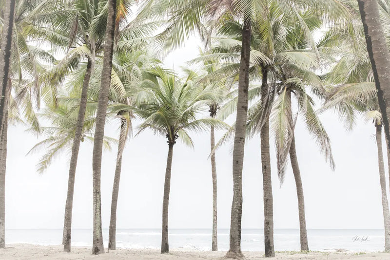 Beach Palms by Deborah Revell. SKU 104902i. Archival Giclee Fine art print for wall decor.