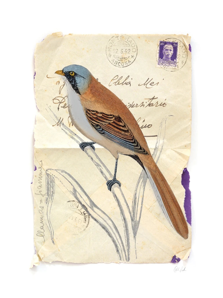 Bearded Tit by Deborah Revell