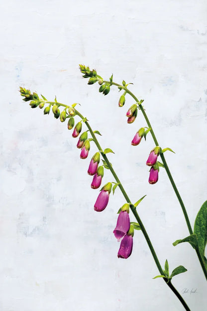 Bending Foxgloves by Deborah Revell. SKU 93425h. Archival Giclee Fine art print for wall decor.