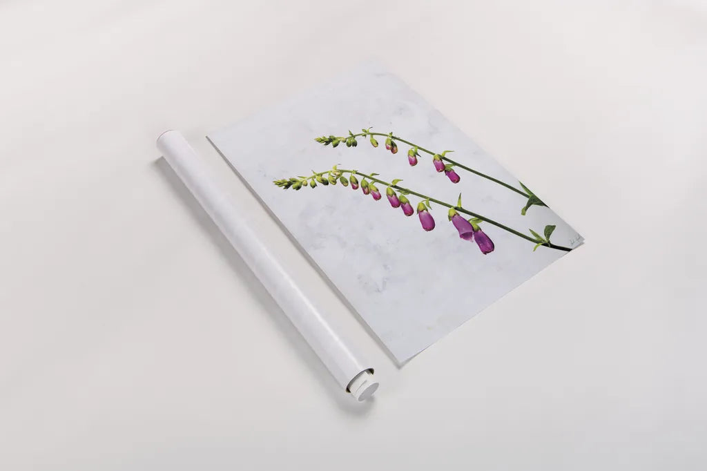 Bending Foxgloves by Deborah Revell. shown as a rolled paper print. Available as archival giclee rolled canvas, fine art paper, or poster print. SKU 93425h.