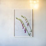 Bending Foxgloves by Deborah Revell. shown as a paper print in a white frame. Available as a archival giclee rolled canvas, fine art paper, or poster print. SKU 93425h.