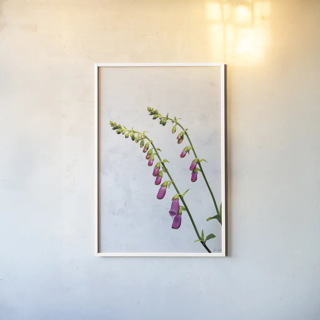 Bending Foxgloves by Deborah Revell. shown as a paper print in a white frame. Available as a archival giclee rolled canvas, fine art paper, or poster print. SKU 93425h.