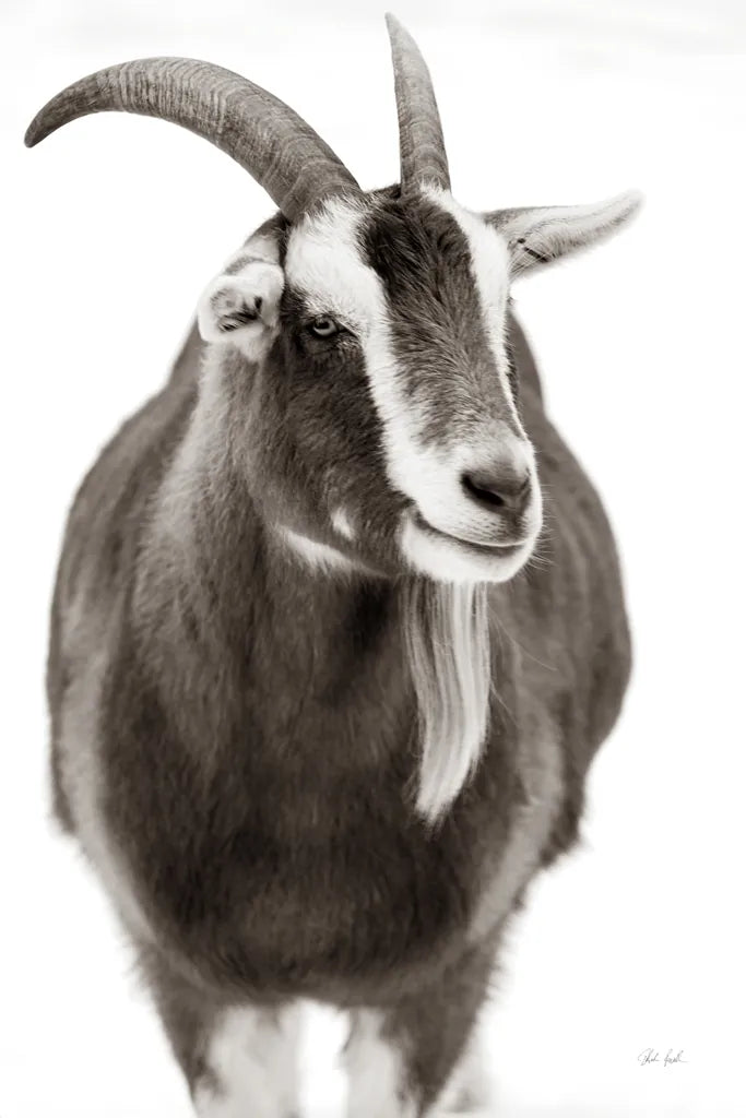 Billy Goats Gruff I by Deborah Revell. SKU 96293h. Archival Giclee Fine art print for wall decor.