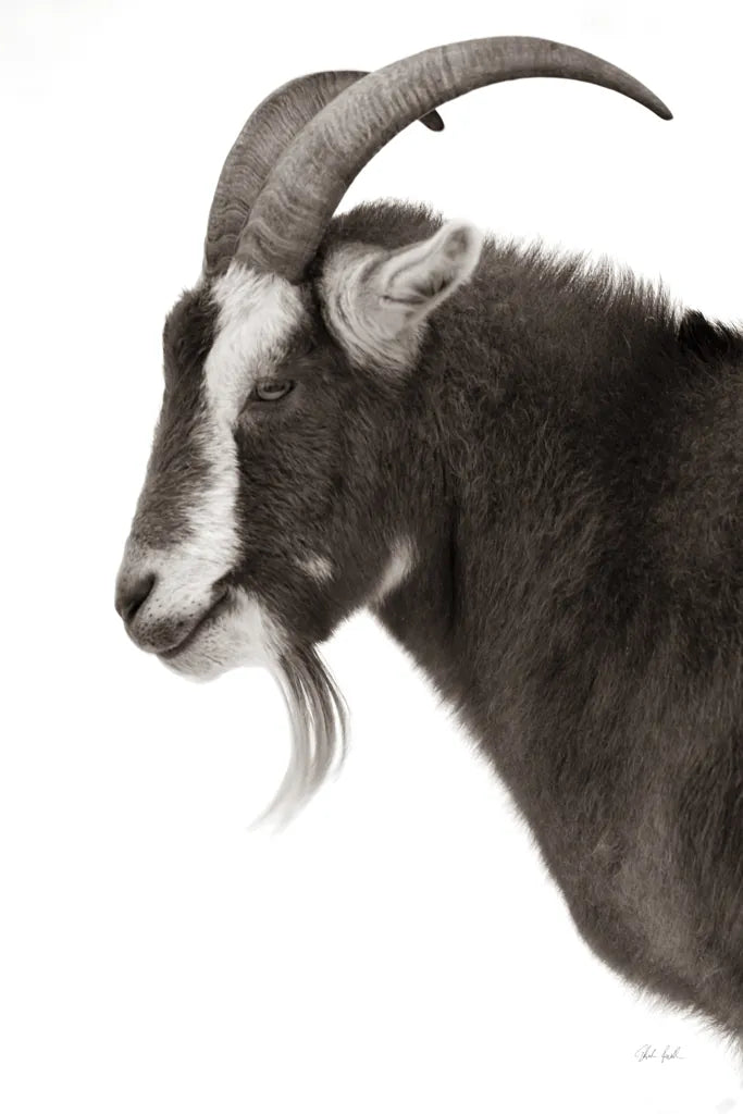 Billy Goats Gruff II by Deborah Revell. SKU 96294h. Archival Giclee Fine art print for wall decor.