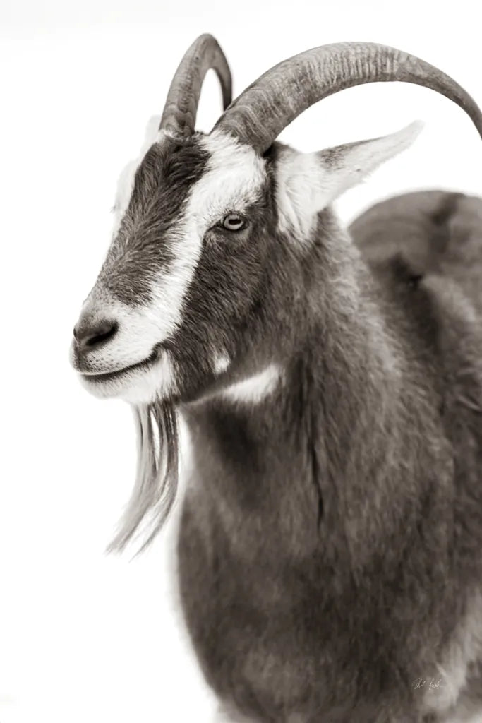 Billy Goats Gruff IV by Deborah Revell. SKU 96296h. Archival Giclee Fine art print for wall decor.