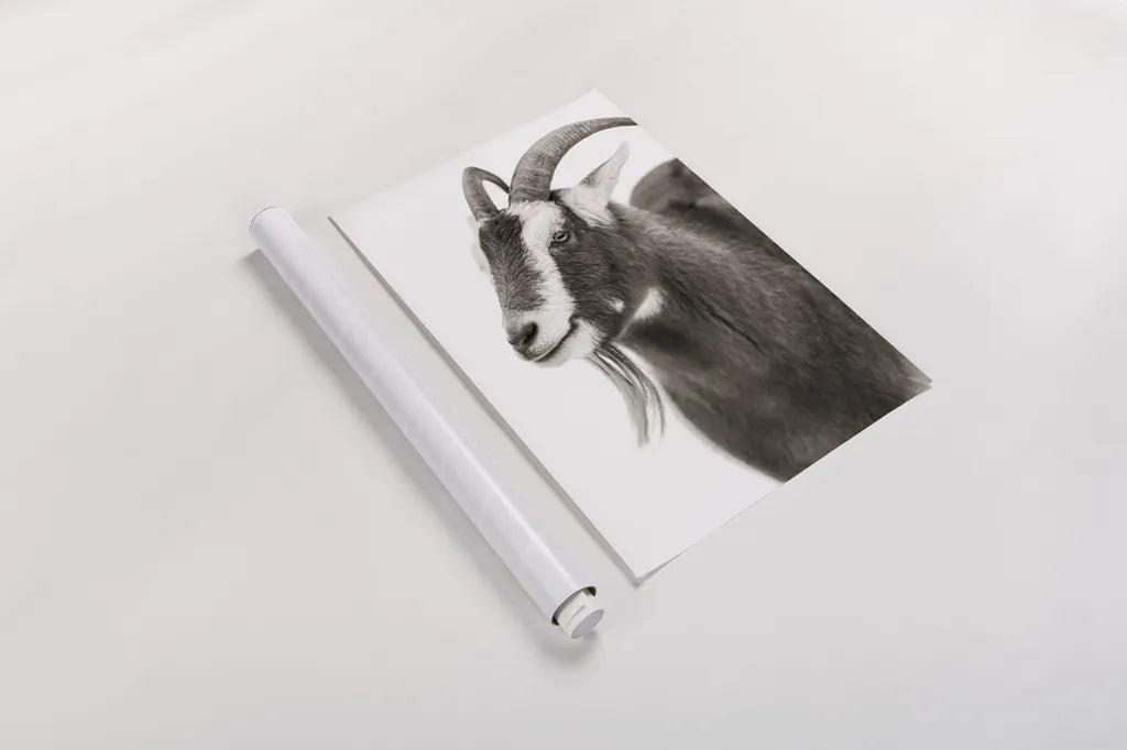 Billy Goats Gruff IV by Deborah Revell. shown as a rolled paper print. Available as archival giclee rolled canvas, fine art paper, or poster print. SKU 96296h.