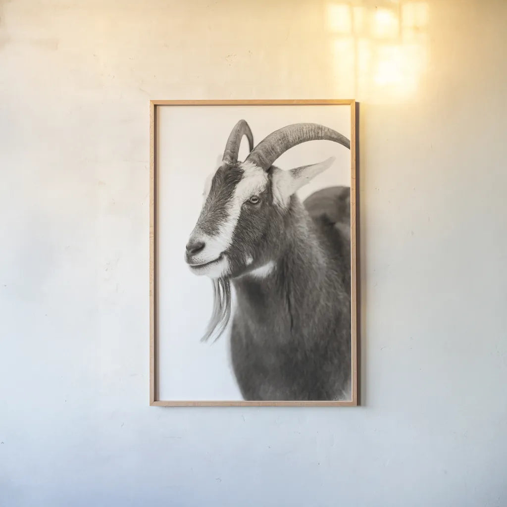 Billy Goats Gruff IV by Deborah Revell. shown as a paper print in a natural frame. Available as a archival giclee rolled canvas, fine art paper, or poster print. SKU 96296h.