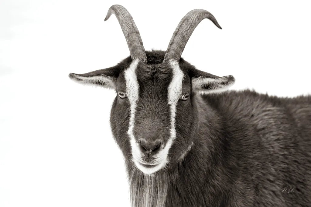 Billy Stare by Deborah Revell. SKU 96329i. Archival Giclee Fine art print for wall decor.