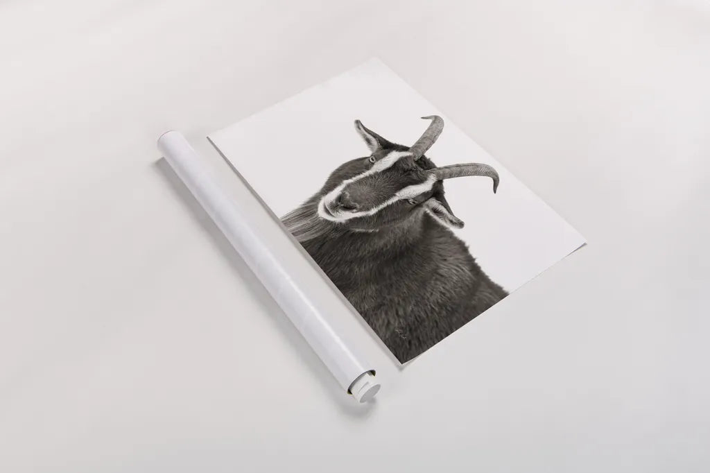 Billy Stare by Deborah Revell. shown as a rolled paper print. Available as archival giclee rolled canvas, fine art paper, or poster print. SKU 96329i.