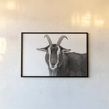 Billy Stare by Deborah Revell. shown as a paper print in a black flame. Available as a archival giclee rolled canvas, fine art paper, or poster print. SKU 96329i.