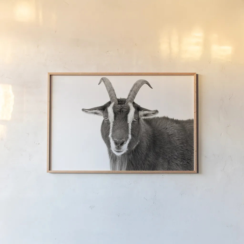 Billy Stare by Deborah Revell. shown as a paper print in a natural frame. Available as a archival giclee rolled canvas, fine art paper, or poster print. SKU 96329i.