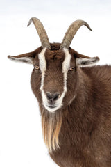 Billy the Goat by Deborah Revell. SKU 96327h. Archival Giclee Fine art print for wall decor.