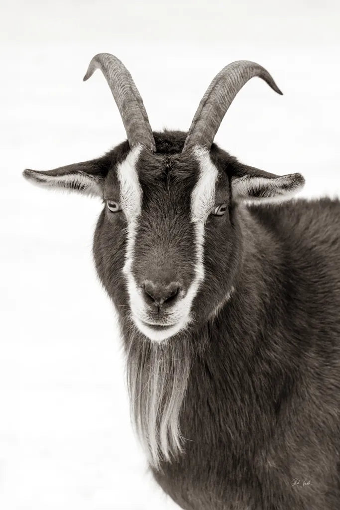 Billy the Goat BW by Deborah Revell. SKU 96328h. Archival Giclee Fine art print for wall decor.