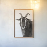 Billy the Goat BW by Deborah Revell. shown as a paper print in a natural frame. Available as a archival giclee rolled canvas, fine art paper, or poster print. SKU 96328h.
