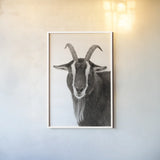 Billy the Goat BW by Deborah Revell. shown as a paper print in a white frame. Available as a archival giclee rolled canvas, fine art paper, or poster print. SKU 96328h.