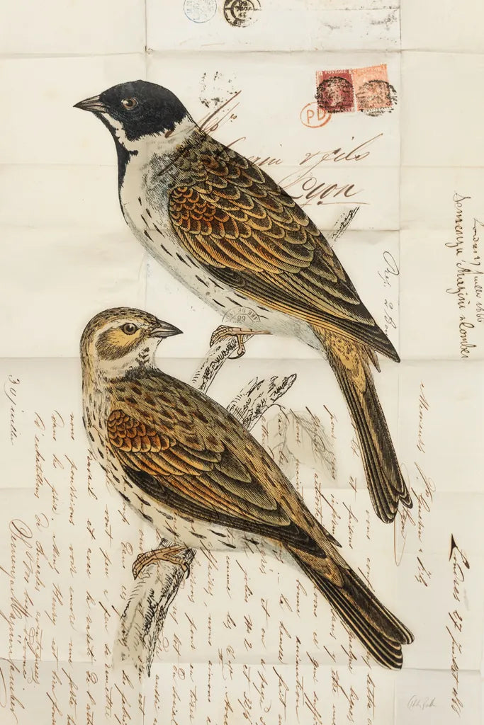 Black Headed Bunting by Deborah Revell. SKU 101631h. Archival Giclee Fine art print for wall decor.