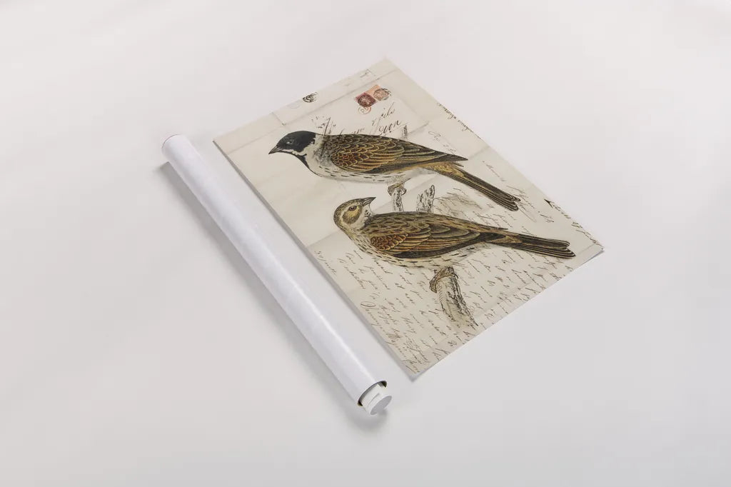 Black Headed Bunting by Deborah Revell. shown as a rolled paper print. Available as archival giclee rolled canvas, fine art paper, or poster print. SKU 101631h.