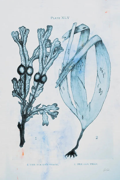 Blue Bay I by Deborah Revell. SKU 91276h. Archival Giclee Fine art print for wall decor.