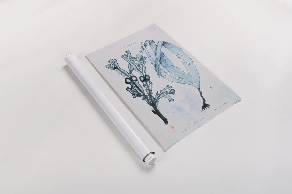 Blue Bay I by Deborah Revell. shown as a rolled paper print. Available as archival giclee rolled canvas, fine art paper, or poster print. SKU 91276h.