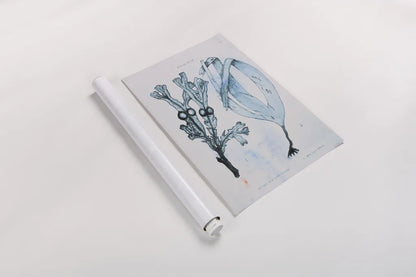 Blue Bay I by Deborah Revell. shown as a rolled paper print. Available as archival giclee rolled canvas, fine art paper, or poster print. SKU 91276h.