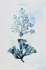Blue Bay VIII by Deborah Revell. SKU 91283h. Archival Giclee Fine art print for wall decor.