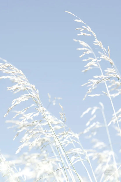 Blue Breeze by Deborah Revell. SKU 91142h. Archival Giclee Fine art print for wall decor.