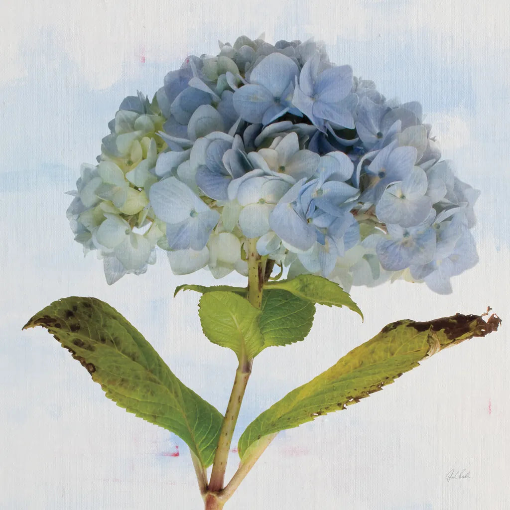 Blue Hydrangea by Deborah Revell. SKU 91227a. Archival Giclee Fine art print for wall decor.