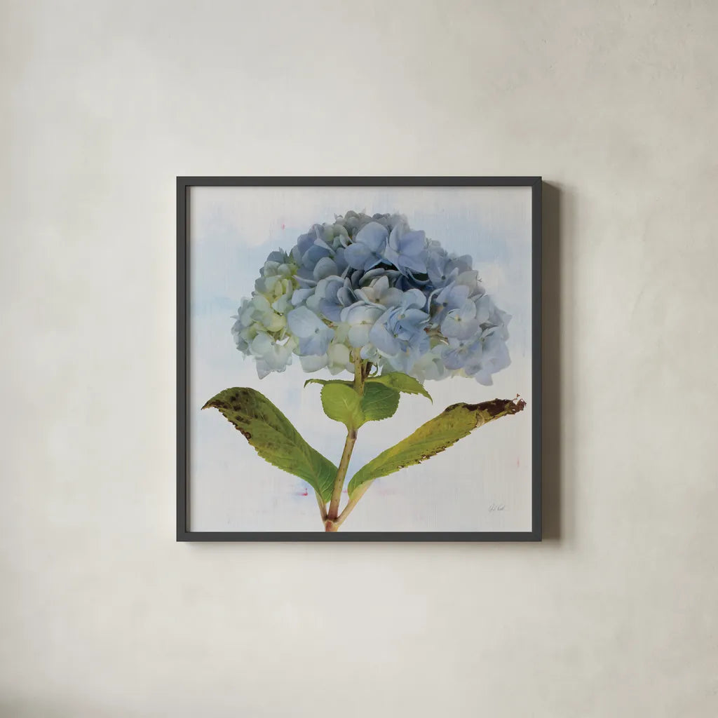 Blue Hydrangea by Deborah Revell. Shown in a sleek black glass frame for a contemporary gallery look. Available as an archival giclee rolled canvas, fine art paper, or poster print. SKU 91227a.