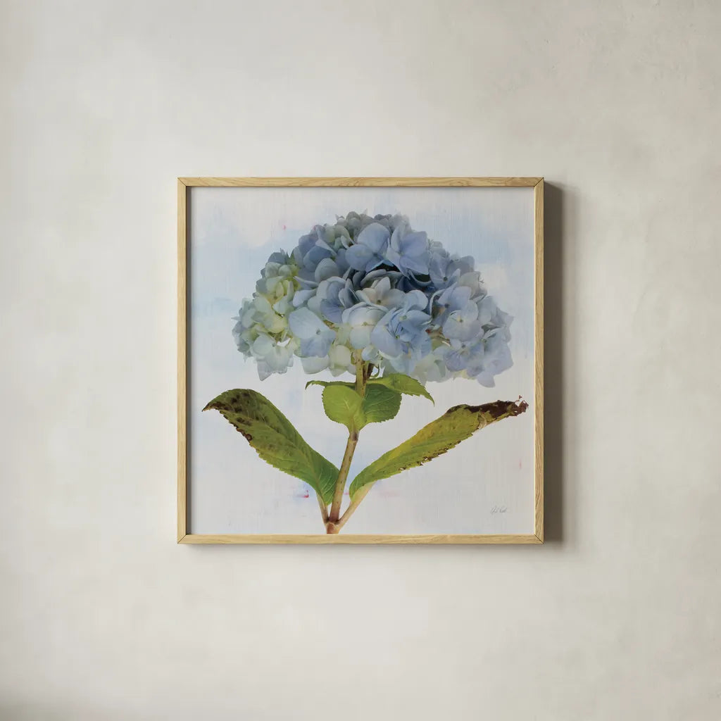 Blue Hydrangea by Deborah Revell. Shown in a natural wood glass frame for a timeless modern aesthetic. Available as an archival giclee rolled canvas, fine art paper, or poster print. SKU 91227a.