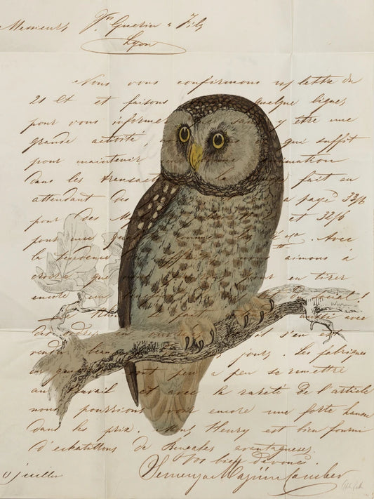 Boreal Owl by Deborah Revell