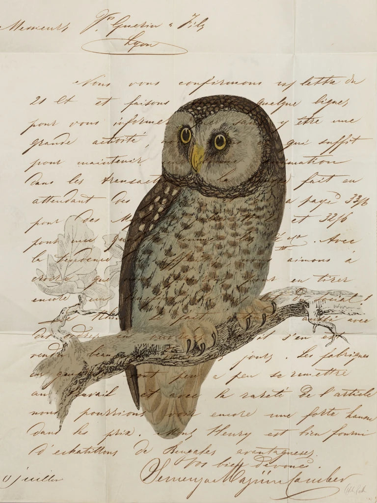 Boreal Owl by Deborah Revell